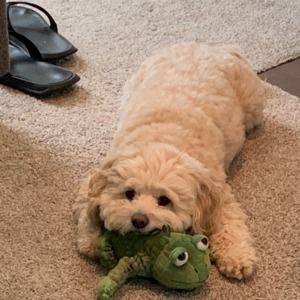 Meet your Posher, Zoe